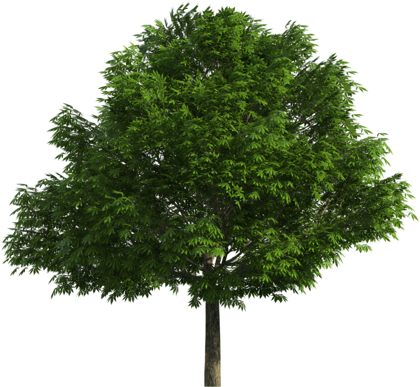 Realistic Tree Png Clip Art   Realistic Tree Png