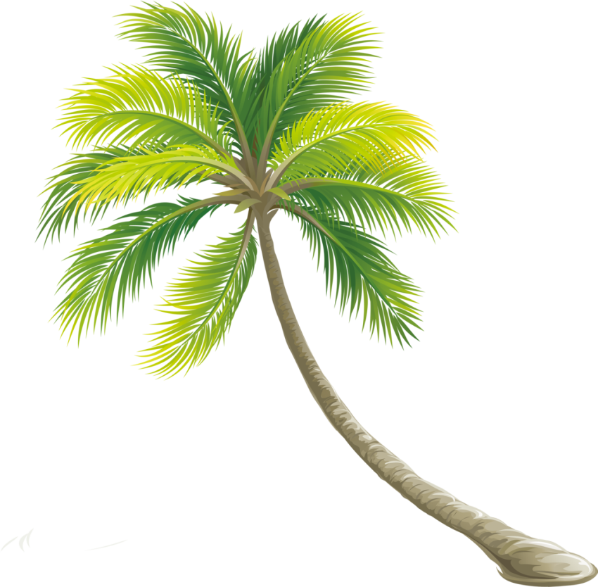 Tree Color Shrub   Transparent Background Palm Tree Png