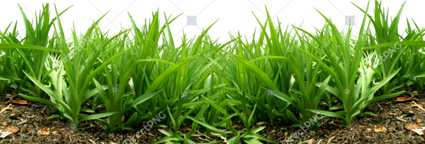 Fairy garden on grass png