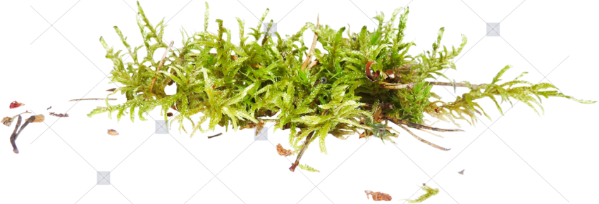 Dry brown grass clump isolated