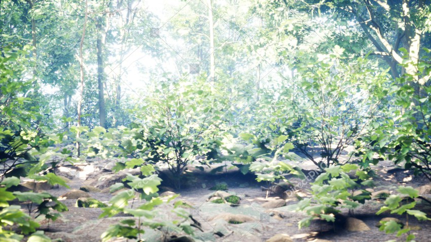 Green Trees in Forest