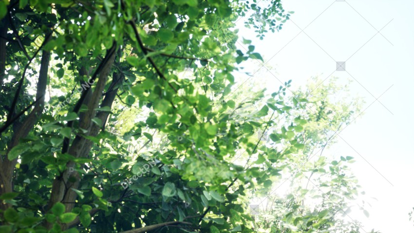 Green Trees in Forest