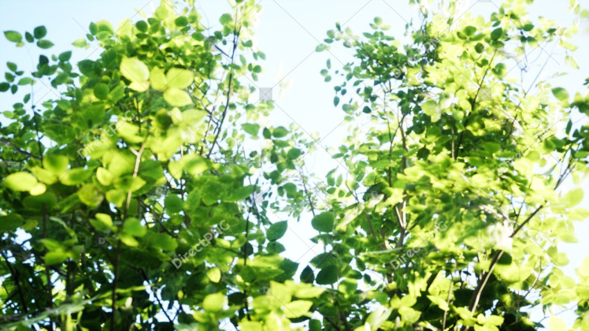 Green Trees in Forest