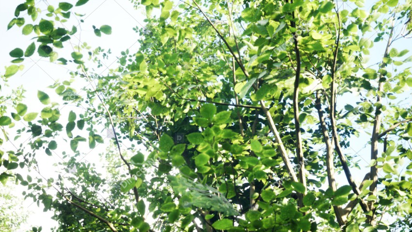 Green Trees in Forest