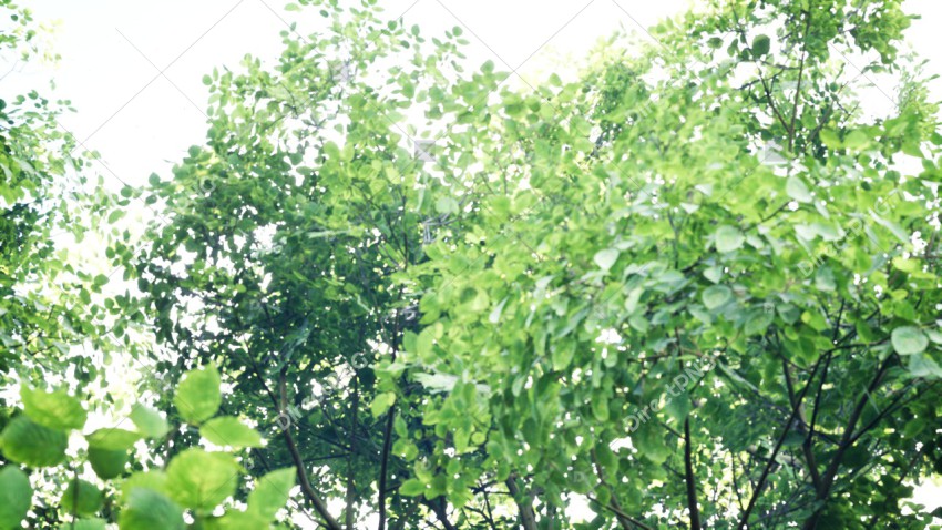 Green Trees in Forest