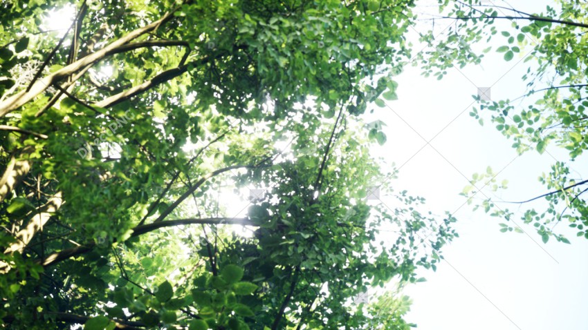 Green Trees in Forest