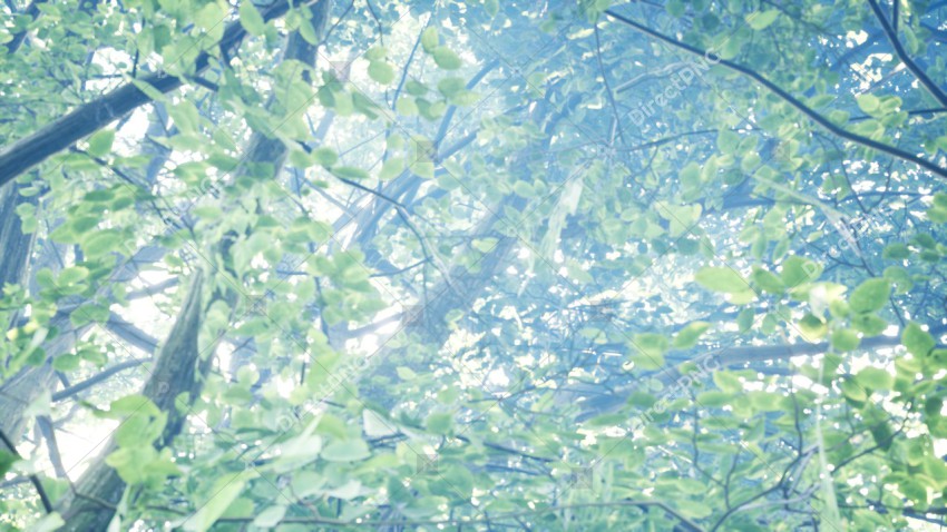 Green Trees in Forest