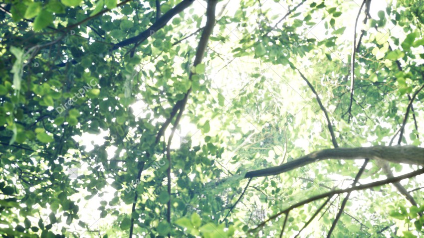 Green Trees in Forest