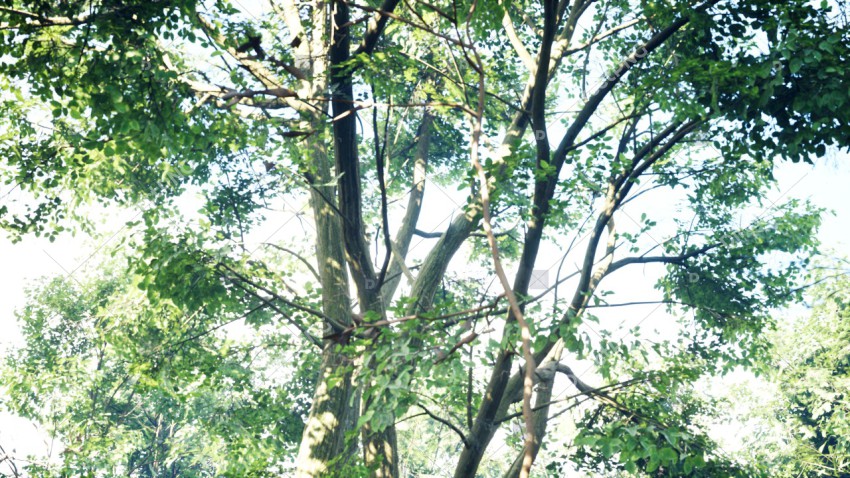 Green Trees in Forest