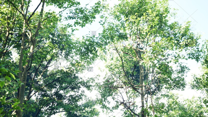 Green Trees in Forest