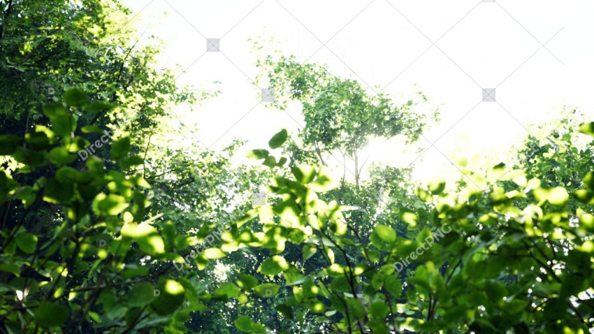 Green Trees in Forest