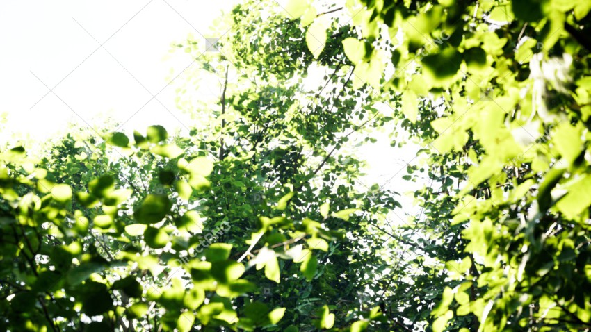 Green Trees in Forest