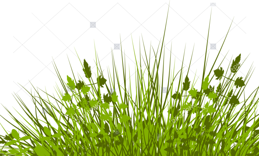 Hick grass blades illustration