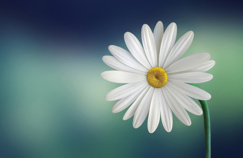 Marguerite, Daisy, Flower image