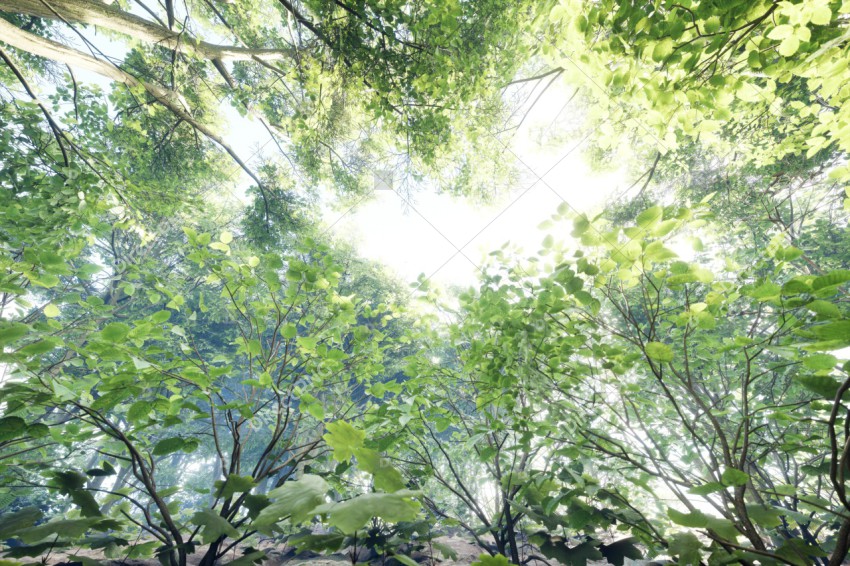 Green Trees in Forest