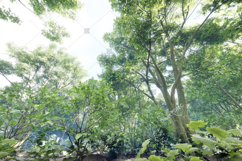 Green Trees in Forest