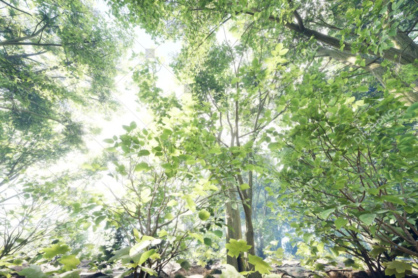 Green Trees in Forest
