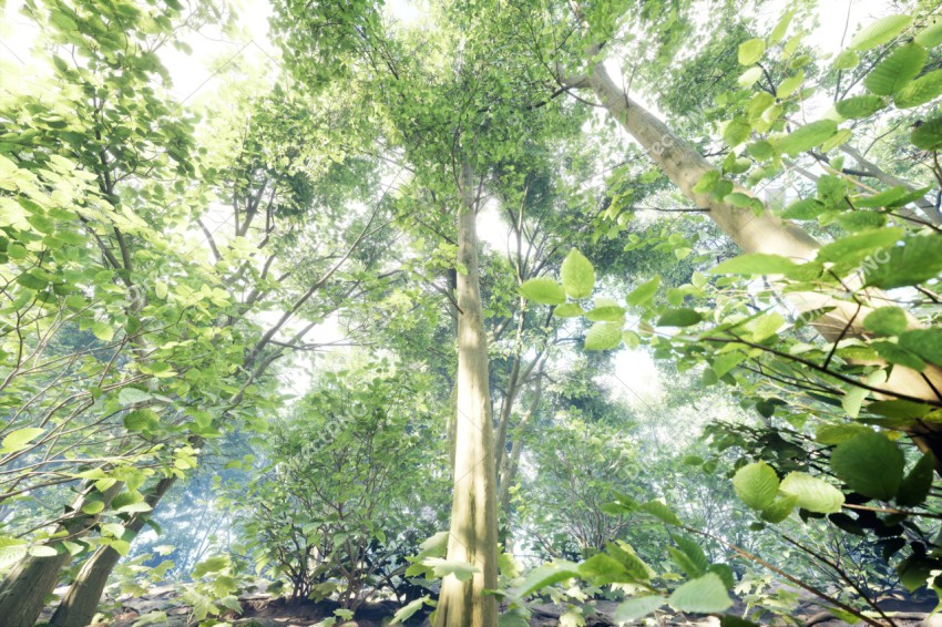 Green Trees in Forest