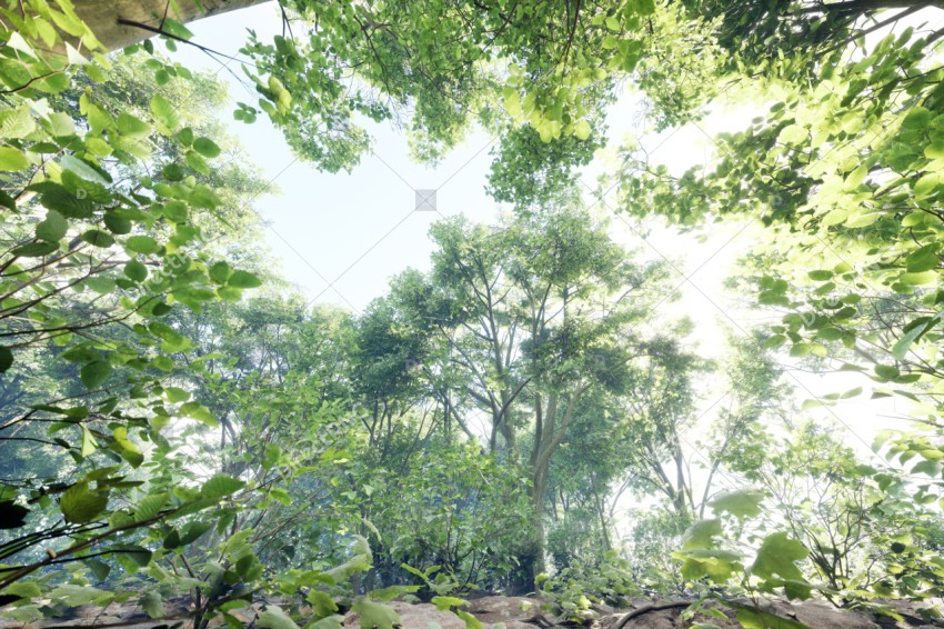 Green Trees in Forest