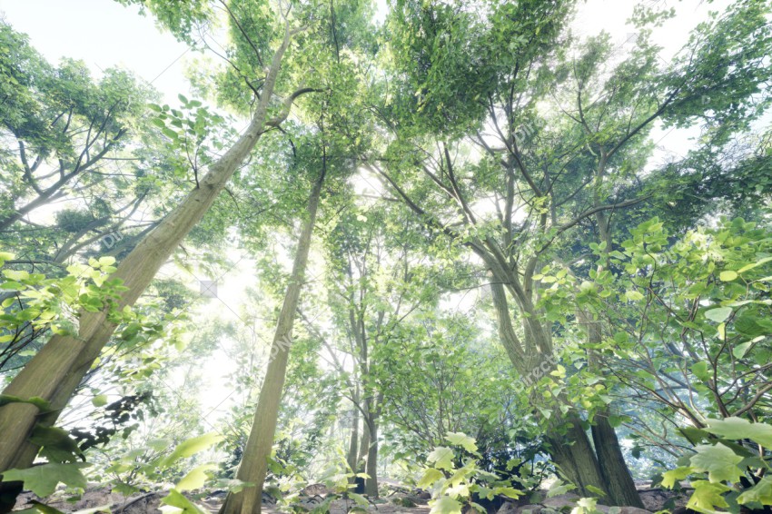 Green Trees in Forest