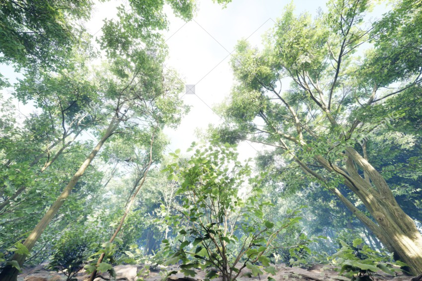 Green Trees in Forest