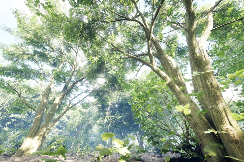 Green Trees in Forest