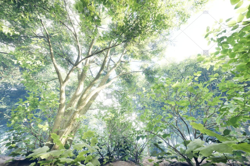 Green Trees in Forest