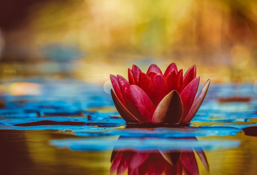 Water lily, Mac wallpaper, 4k wallpaper image