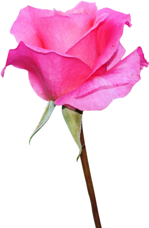 Hd Rose Png Image Free Download Searchpng