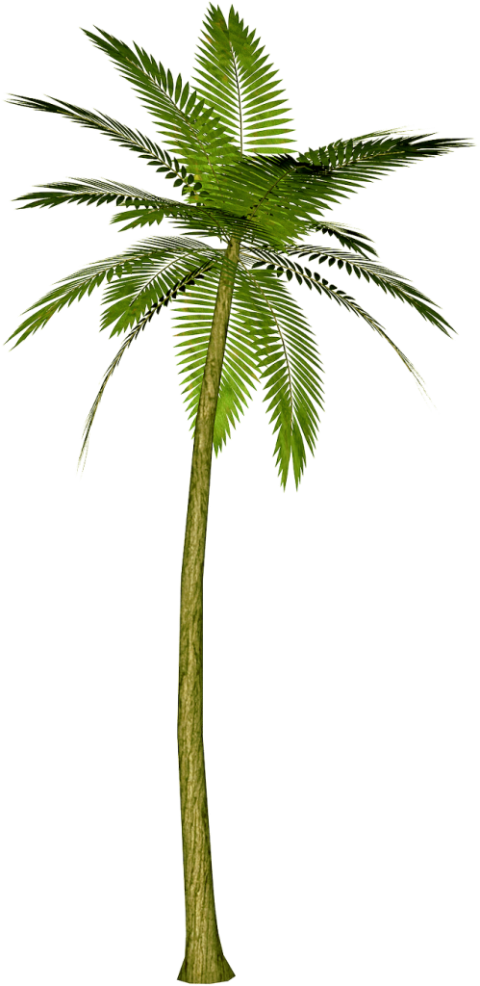 Transparent Background Palm Tree Png