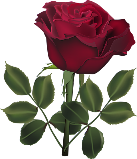 Transparent Dark Rose Png Rose Flower Beautiful Rose Photo Download ...