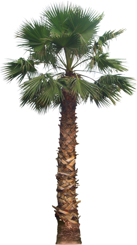 Palm Tree Png Free Download   Fan Palm Tree Png