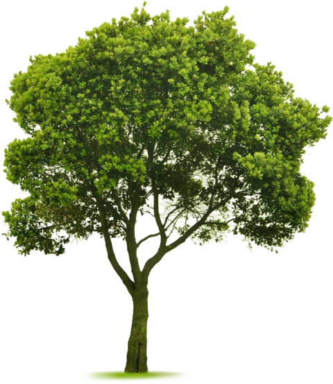 Transparent Elm Tree Png   Cut Out Tree Photoshop