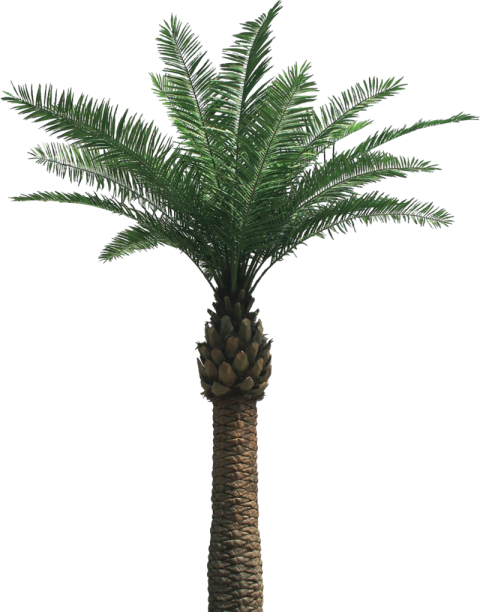 Palm Tree Png   Oil Palm Tree Png