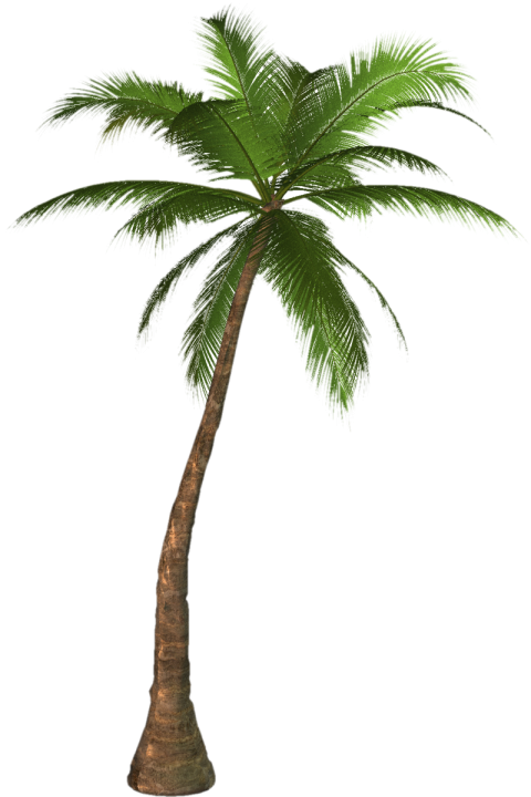 Palm Tree Png   Palm Tree Transparent