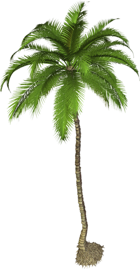 Palm Tree Png Transparent   Palm Tree High Resolution