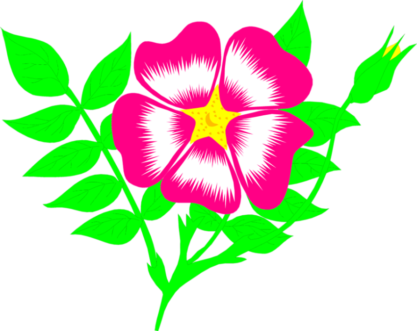 Free Illustrations Download Clip   Flower Animation Png