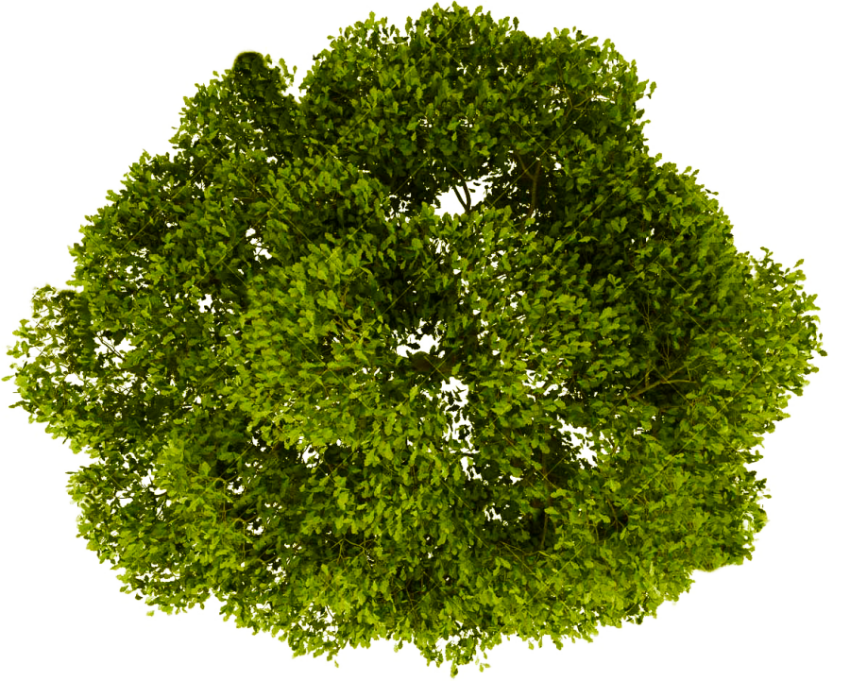 Transparent Grass Background Png   Trees Top View Png