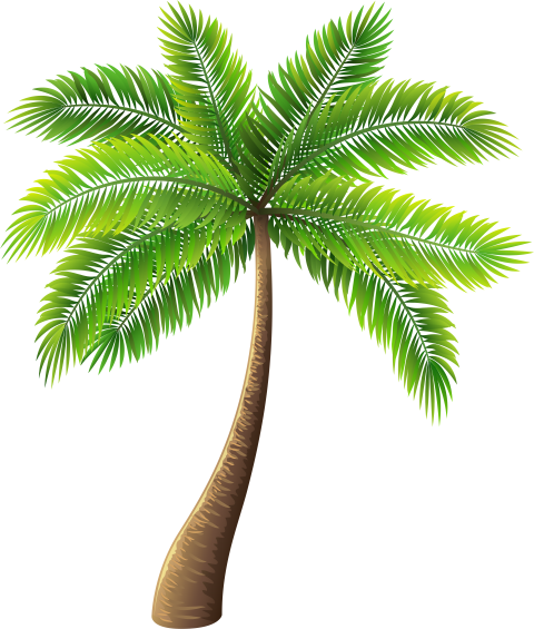 Palm Tree Png Clip Art   Transparent Palm Tree Png