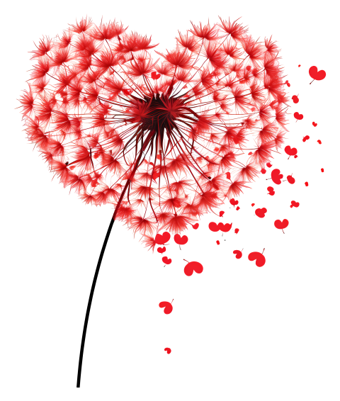 Transparent heart dandelion heart shaped dandelion red droplet heart shaped water