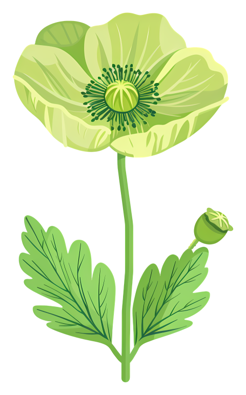 Green flower green poppy flower with heart shaped leaves