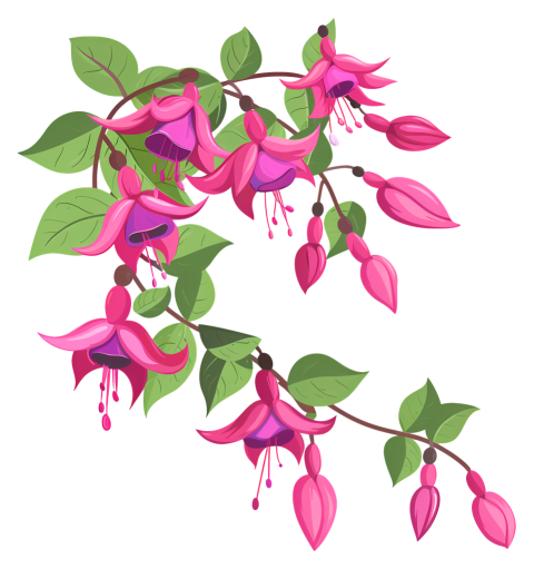 Pink flower pink fuchsia flower with green leaves hanging