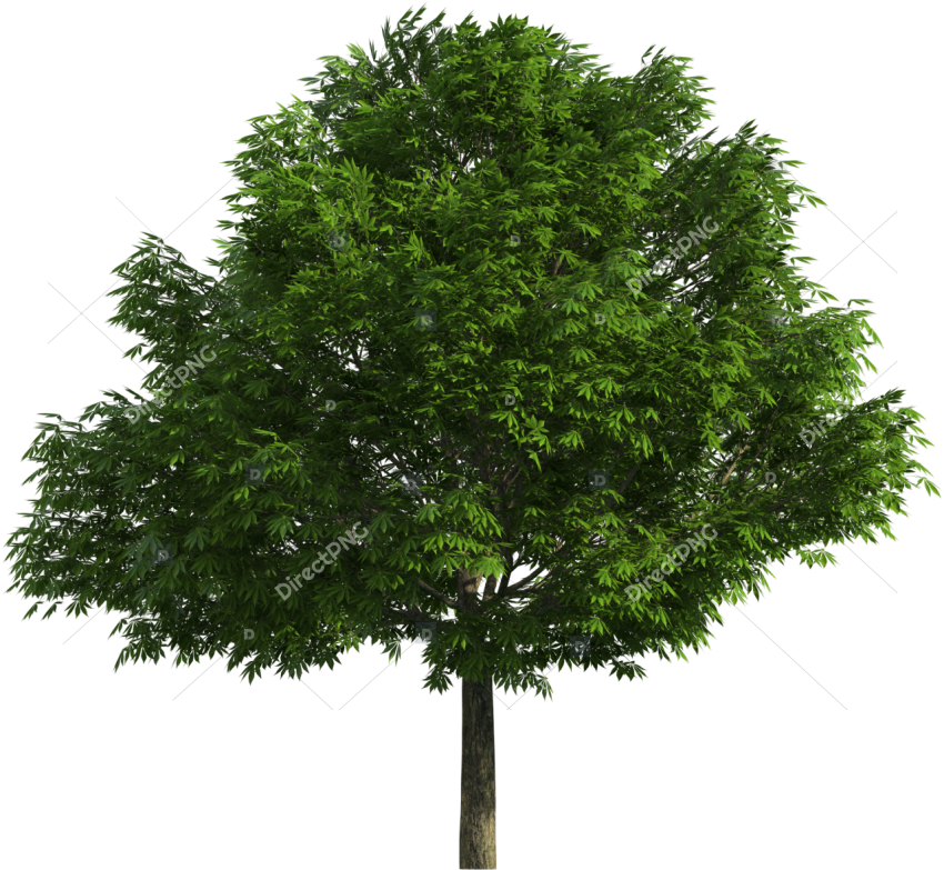 Realistic Tree Png Clip Art   Realistic Tree Png