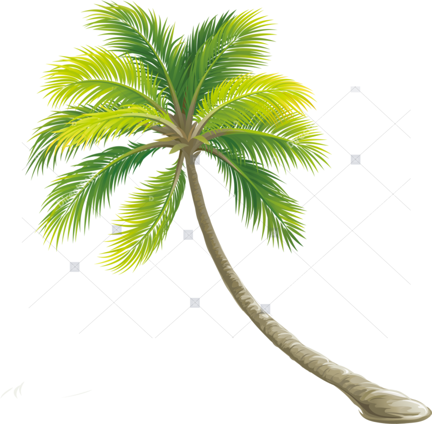 Tree Color Shrub   Transparent Background Palm Tree Png