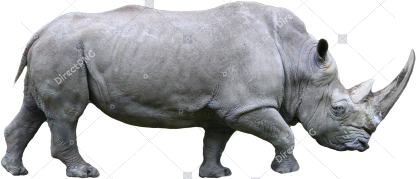 Rhino Png Images Free Download, Rhinoceros Png