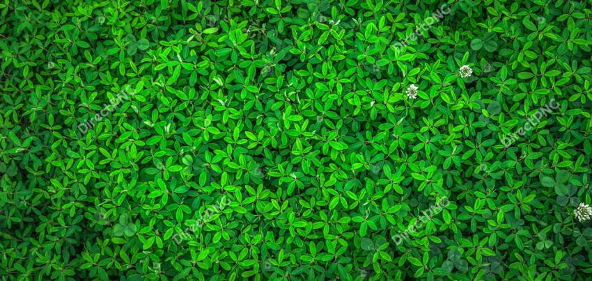 Leaves, Foliage, Hd wallpaper image