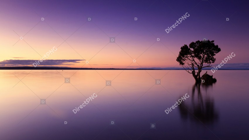 Sunset, Tree, Water image