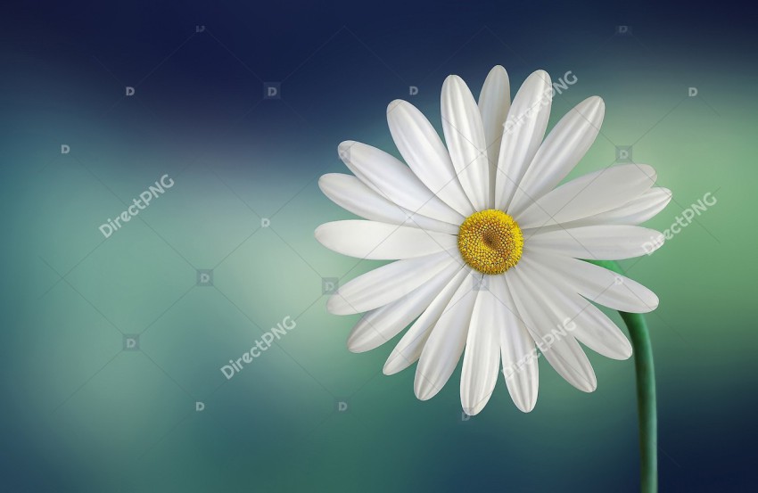 Marguerite, Daisy, Flower image