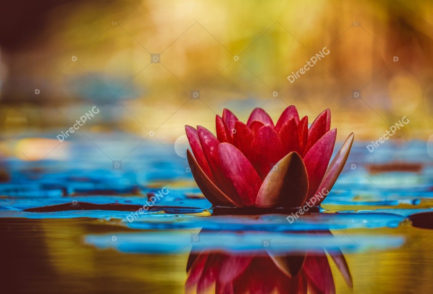 Water lily, Mac wallpaper, 4k wallpaper image