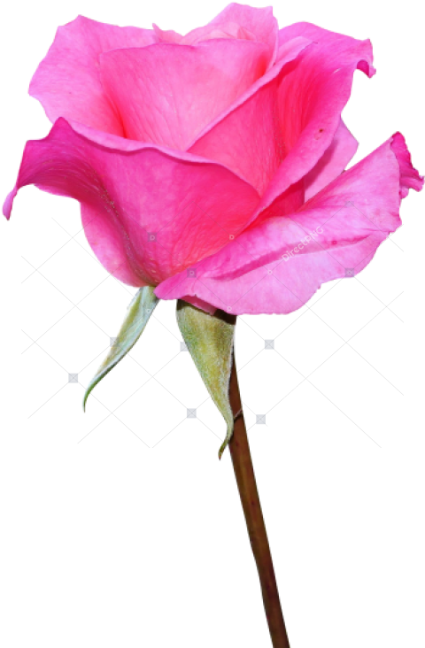 Hd Rose Png Image Free Download Searchpng